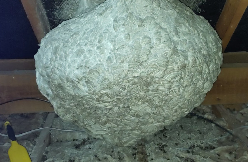A wasp nest found in a loft. We treated it in Summer and the homeowner decided they wanted it removed some time later