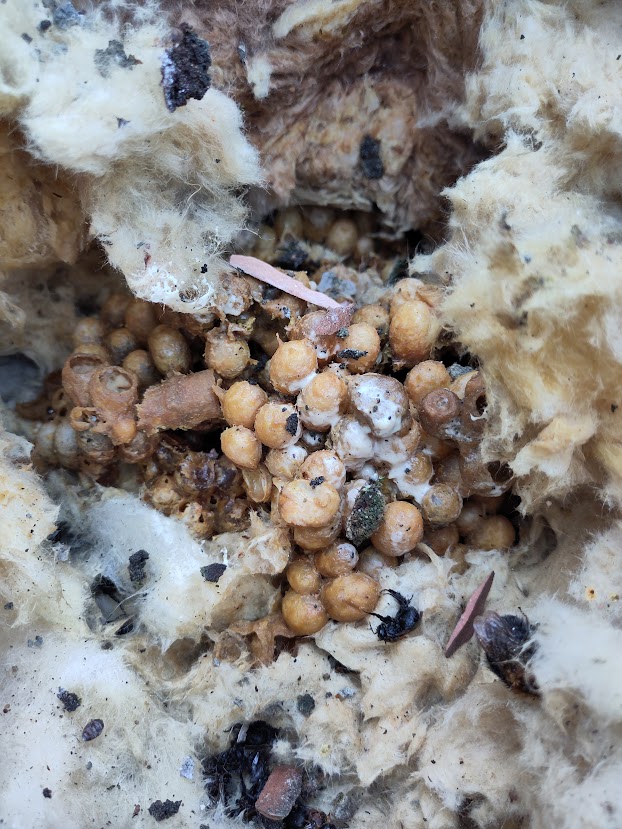 The loose collection of cells that form a bumble bee nest